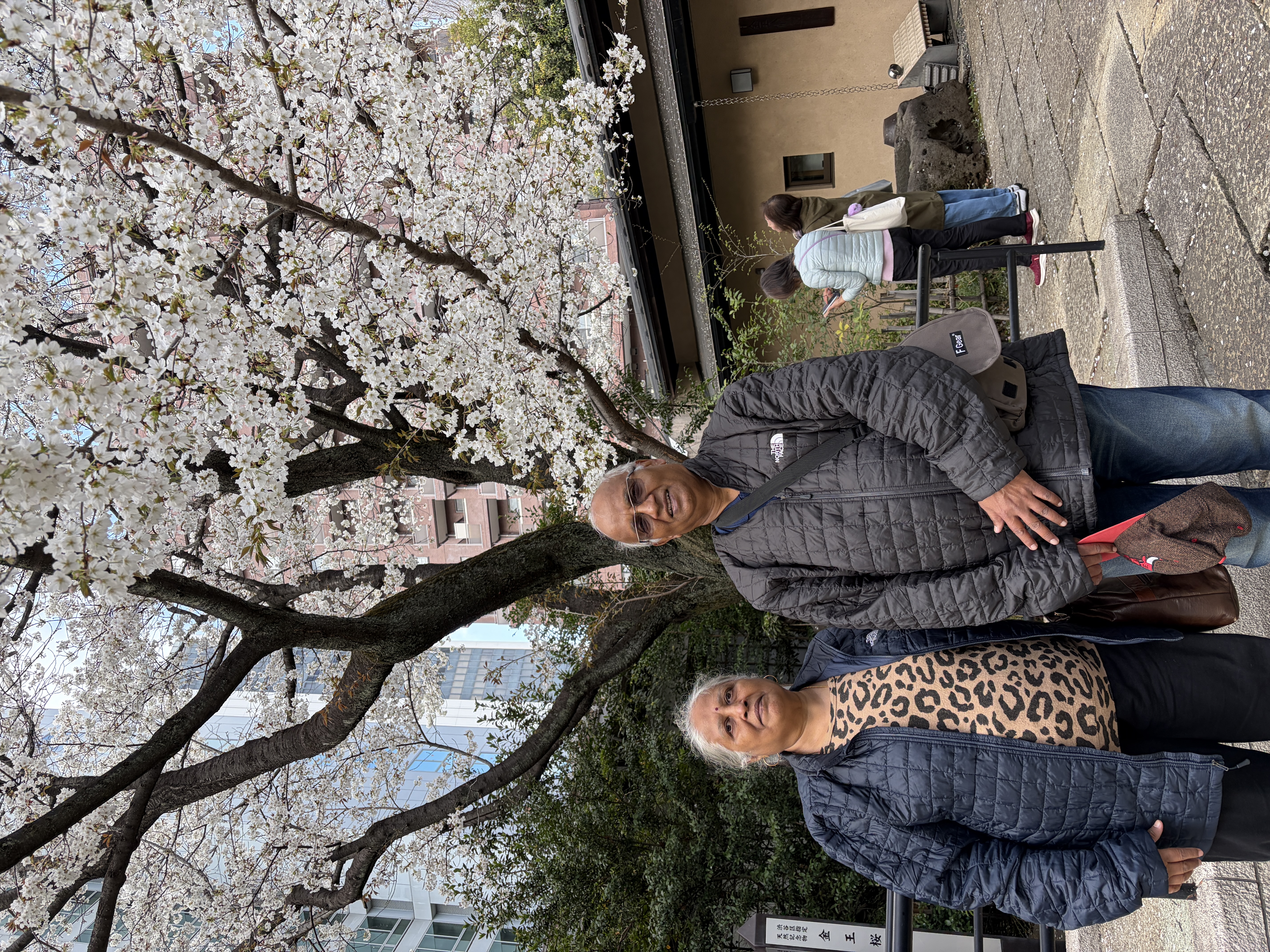 Cherry blossom season in Tokyo